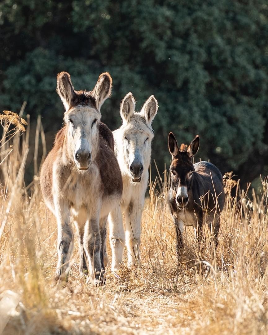 Euphoria retreat | Longevity hotel La Donaira Animals 7
