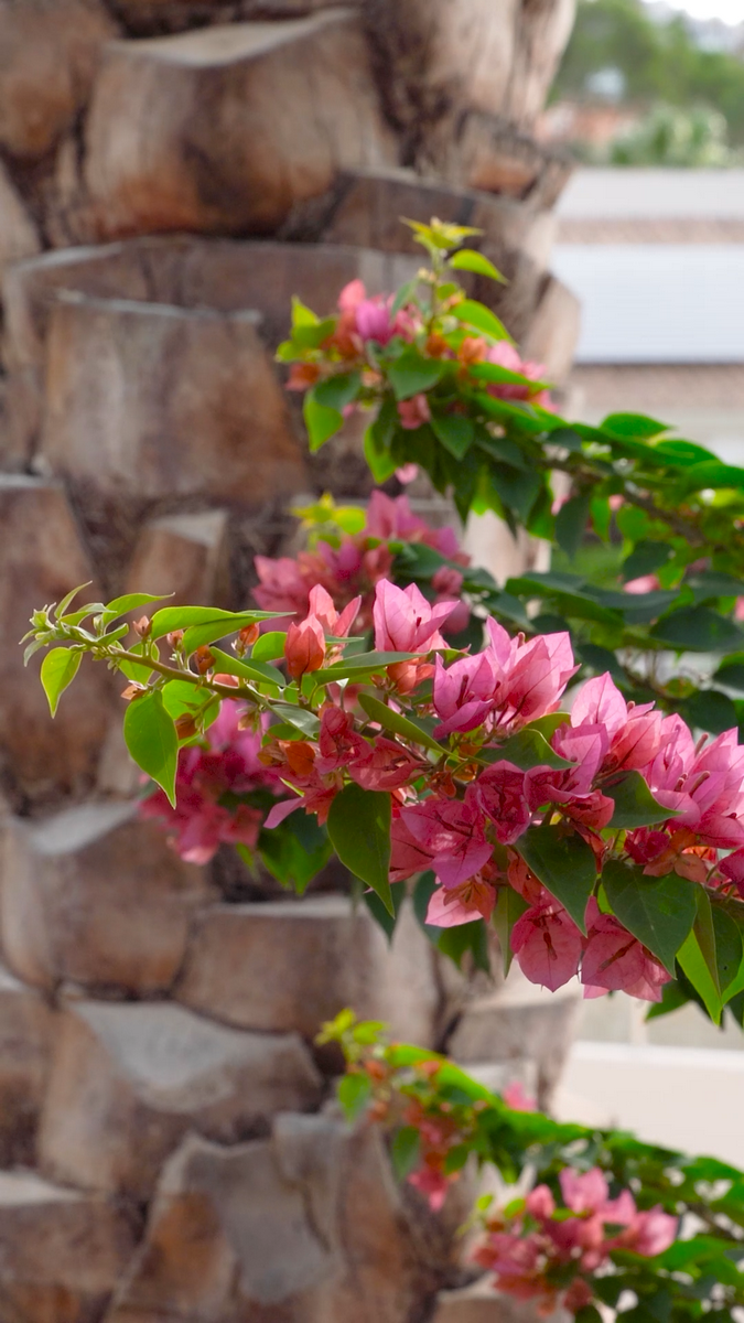Zem | Longevity travel zemaltea detail flowers oct24