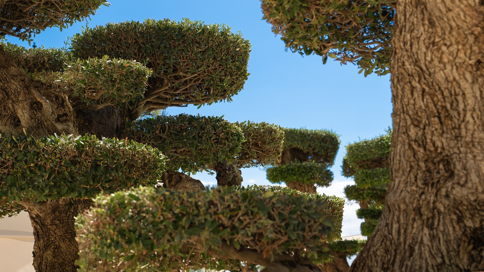 ZEM | Longevity travel zemaltea vegetation oct24