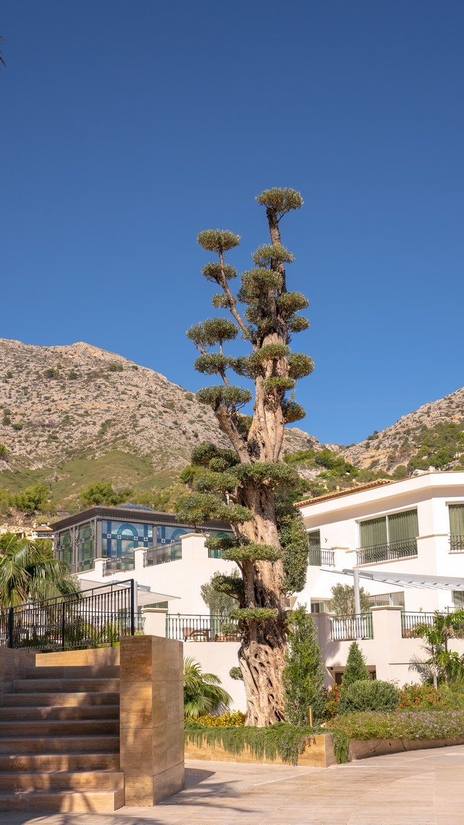 ZEM Wellness Clinic Oase Altea - Alicante 4 ZEM | Longevity travel zemaltea olivomilenario nov24