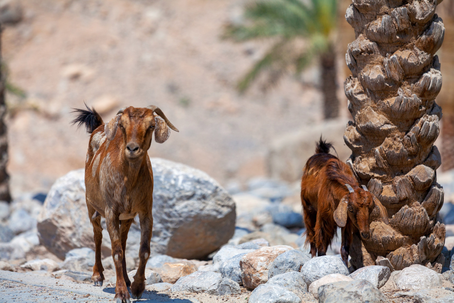 Longevity Reisen Six Senses Zighy Bay: Resort-Ziegen