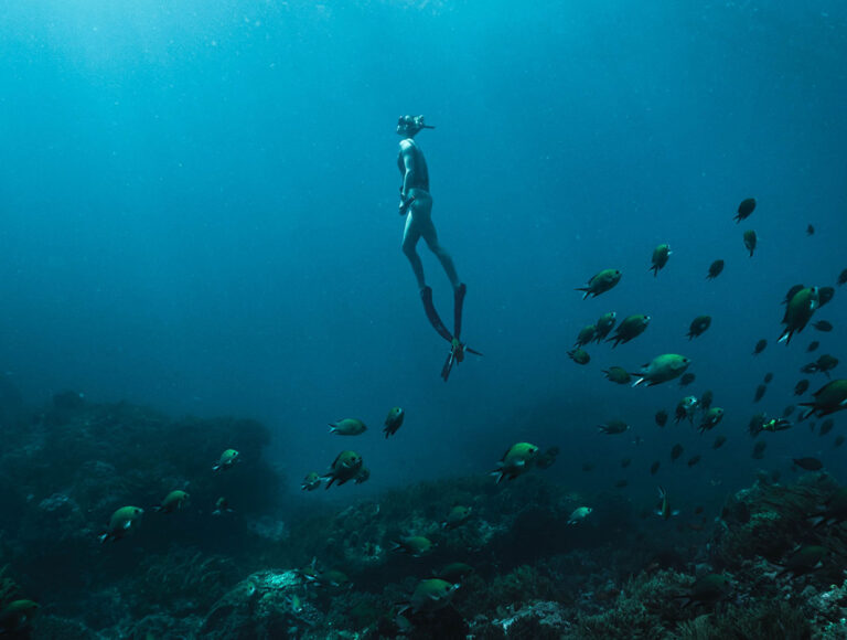 Thalasso | longevty travel VLR diving fish