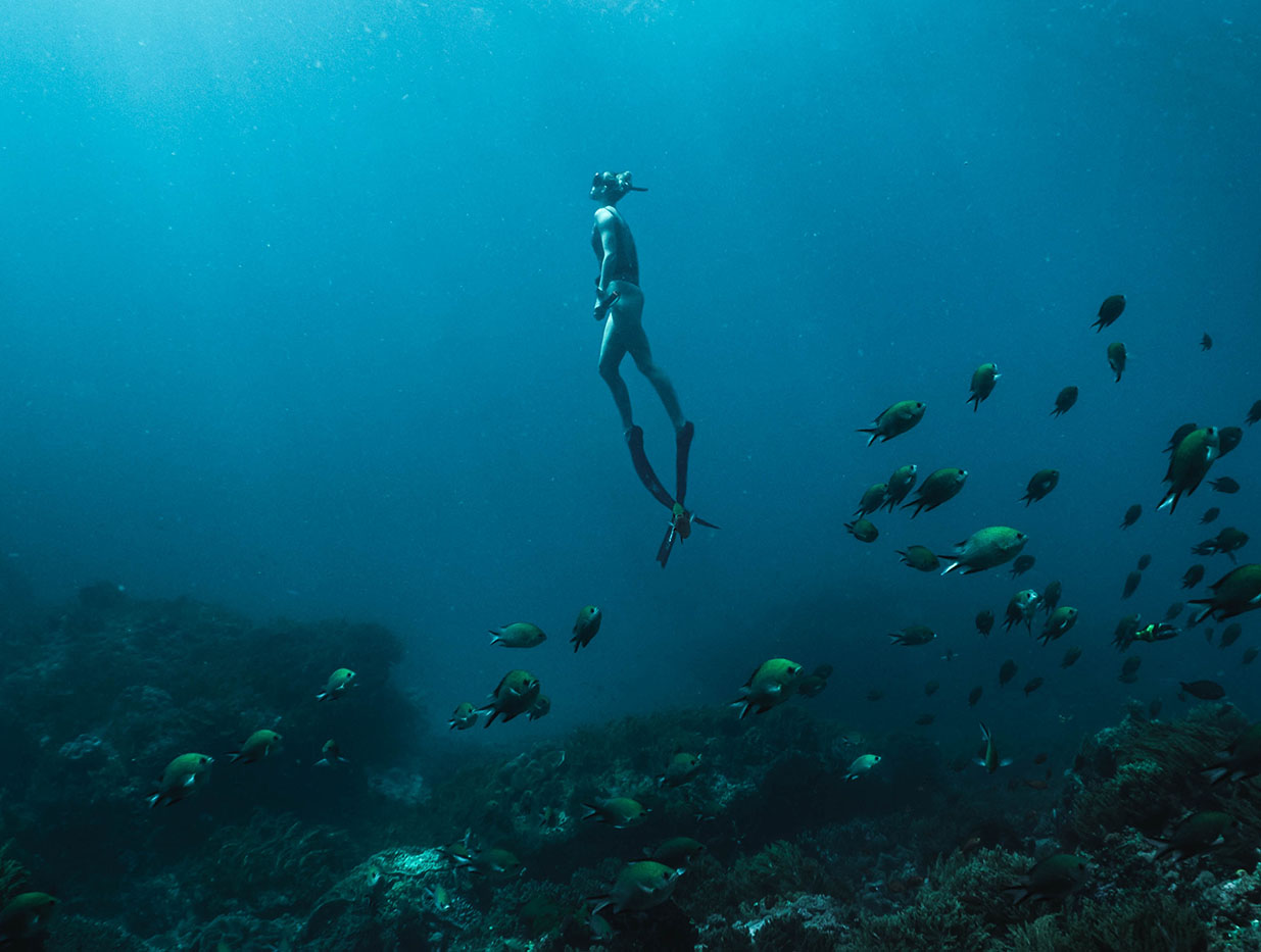 Thalasso | longevty travel VLR diving fish